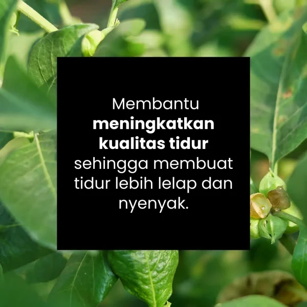 ULTIGAR ASHAWAGANDHA - Gambar 3