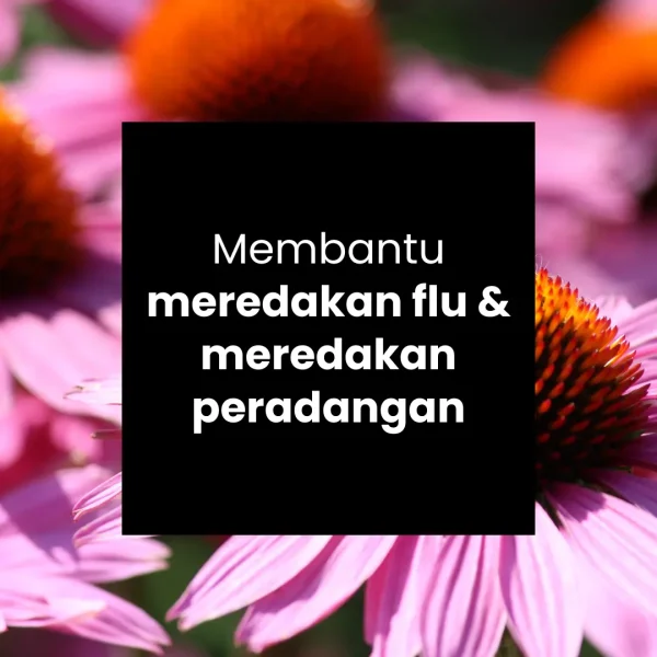 ULTIGAR ECHINACEA 500 MG - Gambar 3