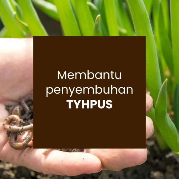 ULTI PRIDE ESKTRAK CACING TANAH - Gambar 3