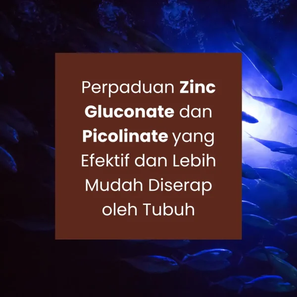 ZINCBES - Gambar 3